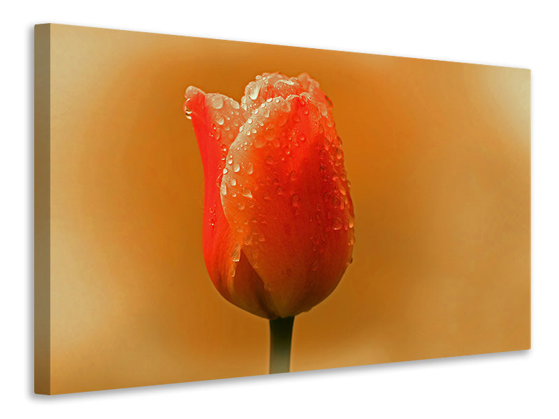 Canvas print A tulip in the morning dew