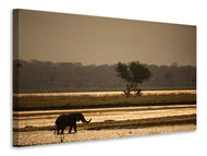 Canvas print Elephant alone in the steppe