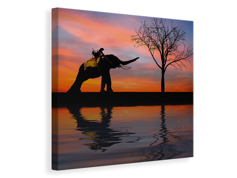 Canvas print Elephant in the evening light