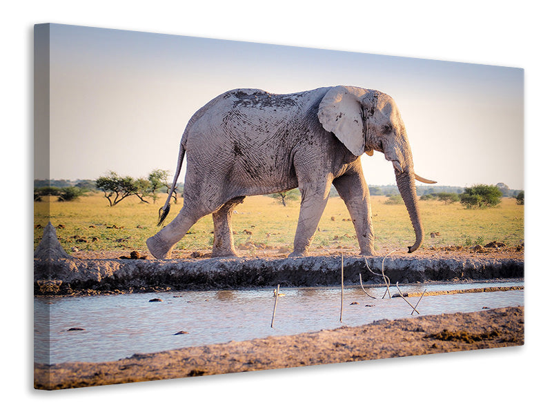 Canvas print Elephant in the nature