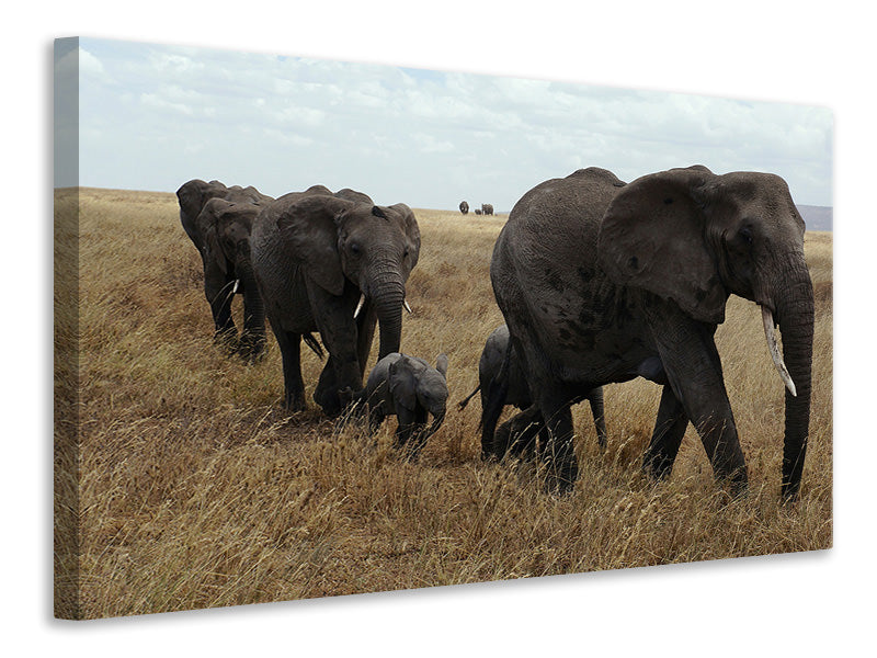 Canvas print Elephant family