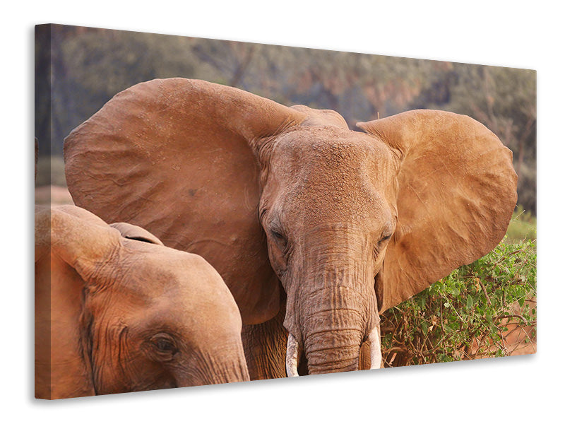 Canvas print Elephant ears