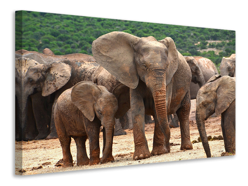 Canvas print Elephant herd in Africa