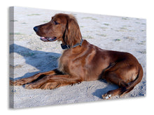 Load image into Gallery viewer, Canvas print Elegant Irish Setter
