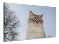 Canvas print Relaxed cat in the nature