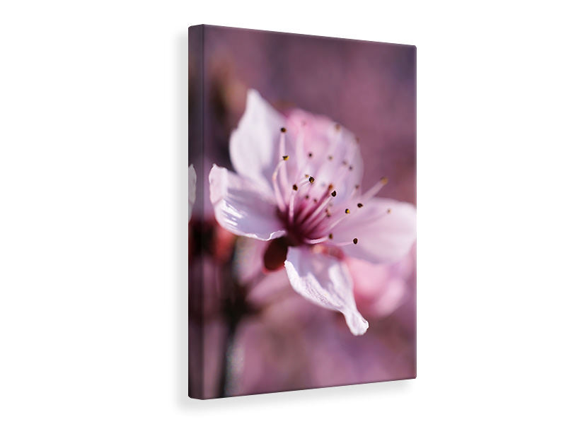 Canvas print Adorable cherry blossom