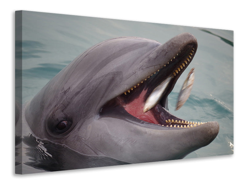 Canvas print Mealtime for a dolphin