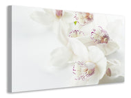 Canvas print Fantastic orchids