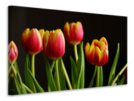 Canvas print Colorful tulips