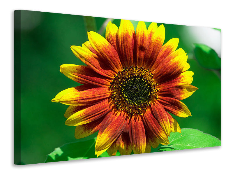 Canvas print Colorful sunflower
