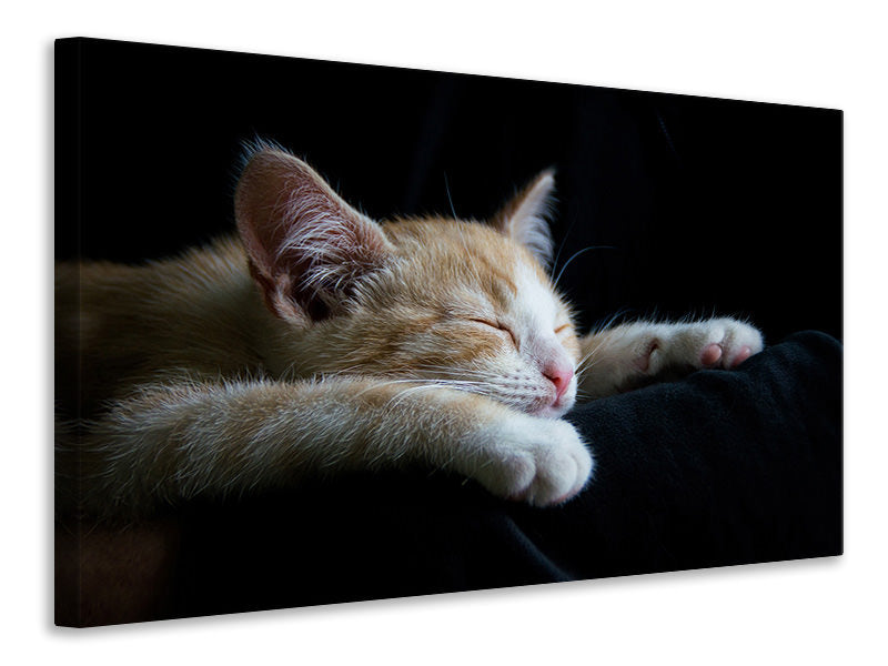 Canvas print Lazy cat