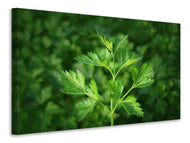 Canvas print Fresh parsley