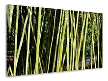 Load image into Gallery viewer, Canvas print Fresh bamboo
