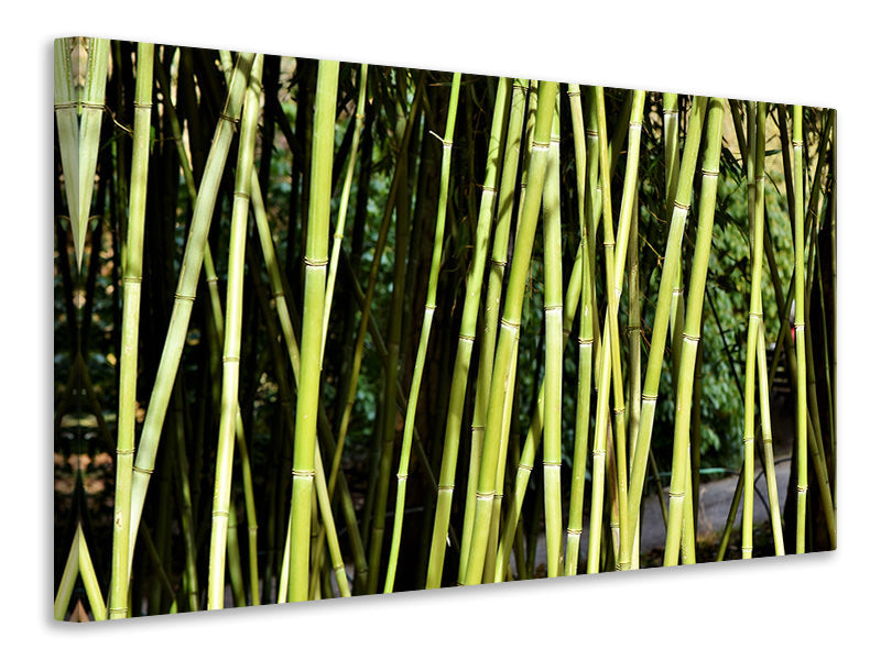 Canvas print Fresh bamboo