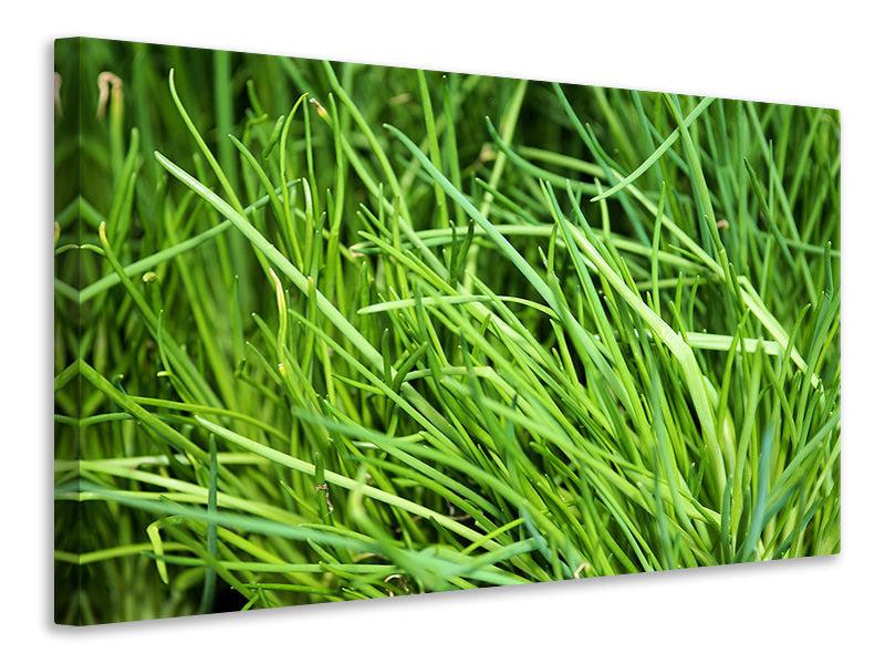 Canvas print Fresh chives XL
