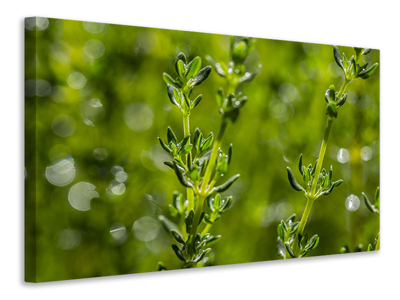 Canvas print Fresh thyme