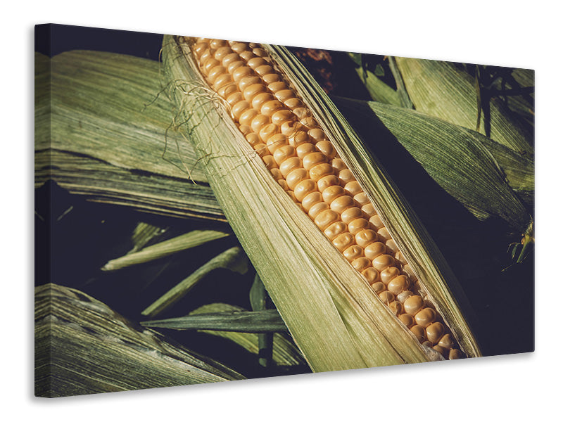 Canvas print Fresh sweetcorn