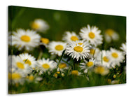 Canvas print Daisies XL 2