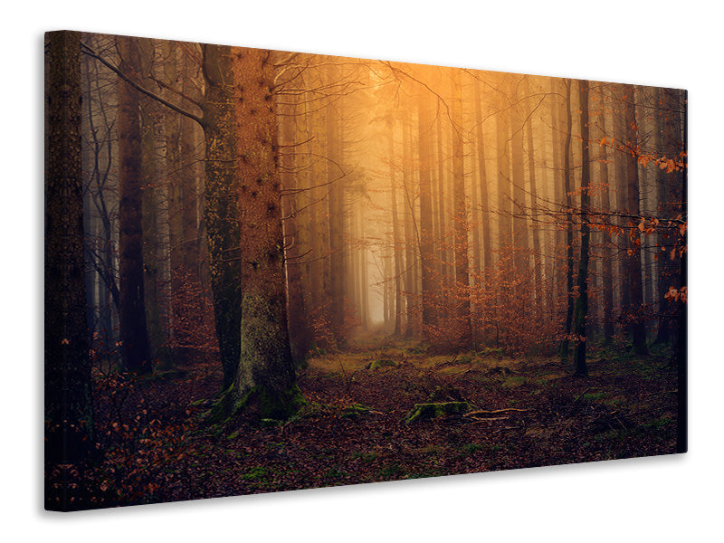 Canvas print Mysterious forest