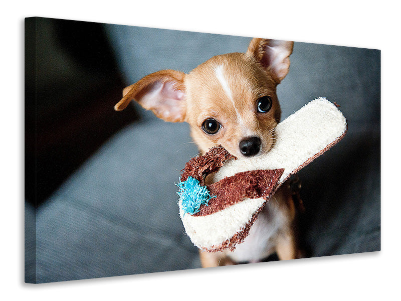 Canvas print Obedient chihuahua