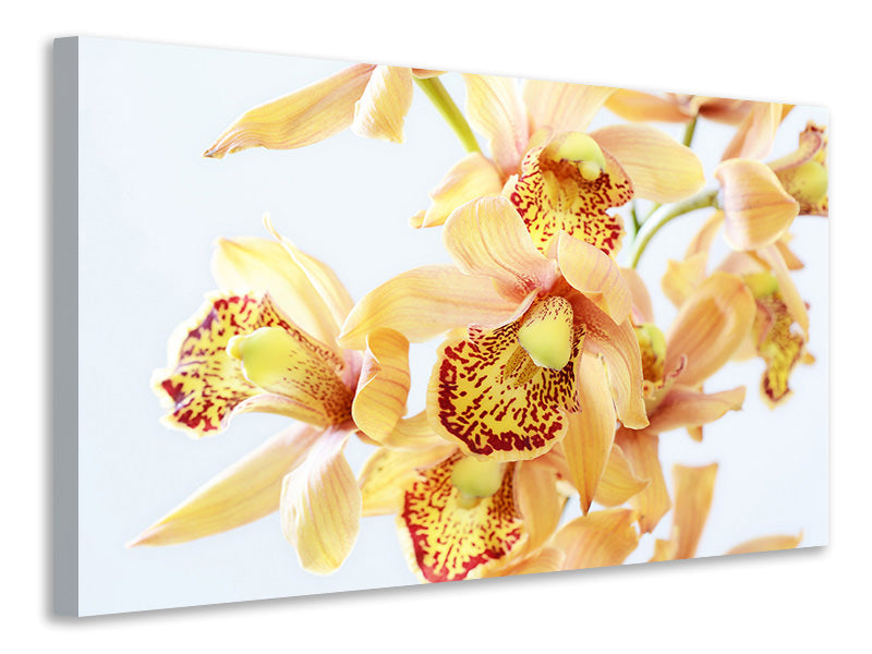 Canvas print Yellow orchid
