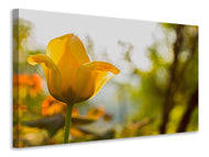 Canvas print Yellow tulip in the nature