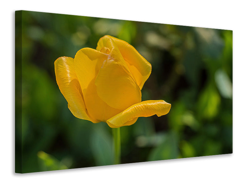 Canvas print Yellow tulip XL