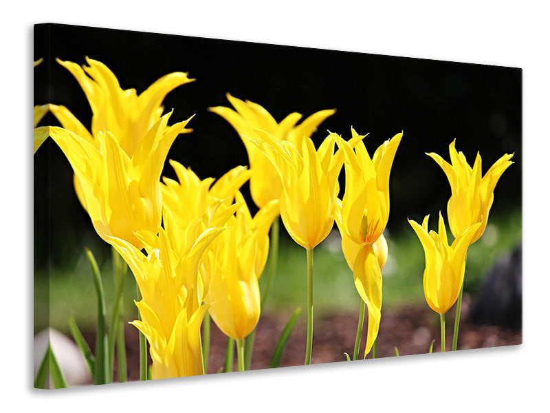 Canvas print Yellow tulips in the nature