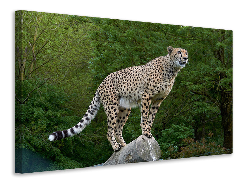Canvas print Cheetah on the go