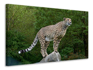 Canvas print Cheetah on the go