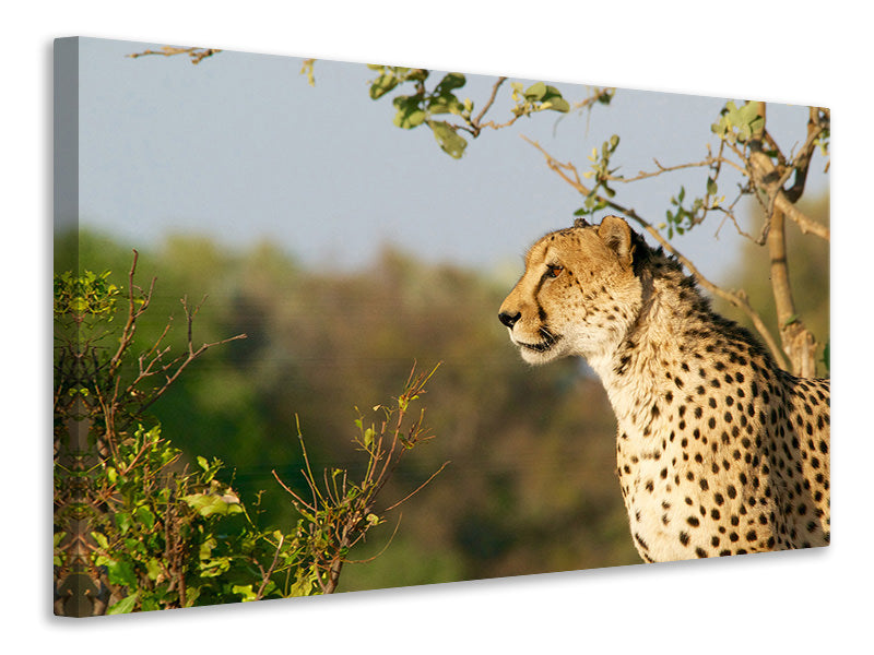 Canvas print Cheetah in nature