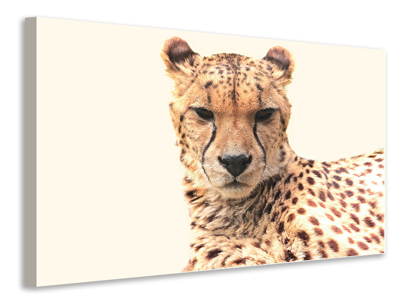 Canvas print Cheetah in the sun