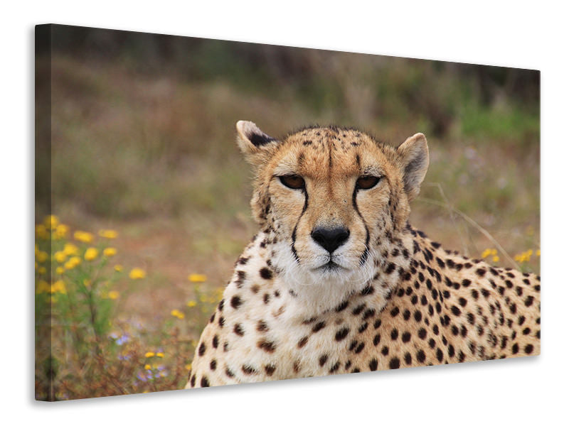 Canvas print Cheetah XL