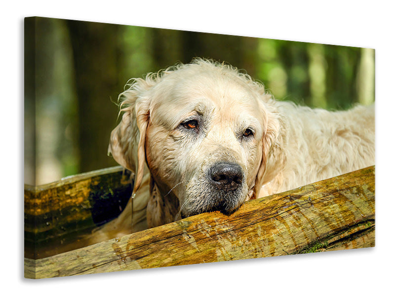 Canvas print Golden Retriever in nature