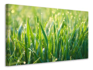 Canvas print Grass with morning dew XL