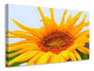 Canvas print Big sunflower
