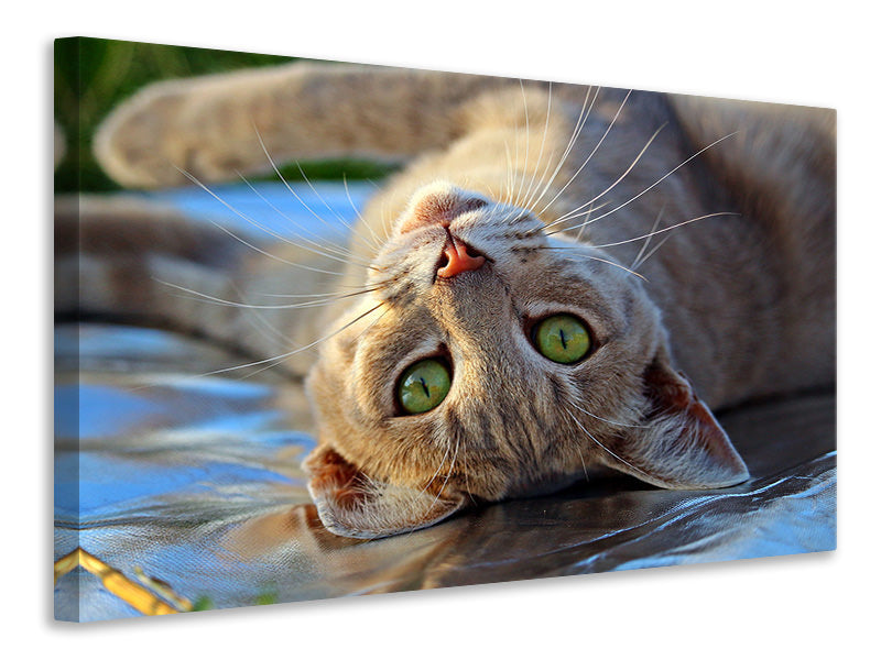 Canvas print green eye