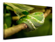 Canvas print Green snake