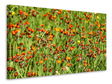 Load image into Gallery viewer, Canvas print hawkweeds
