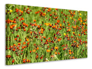 Canvas print hawkweeds