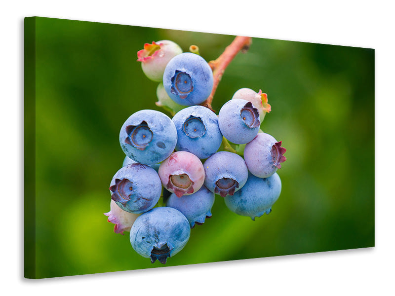 Canvas print Blueberries in nature