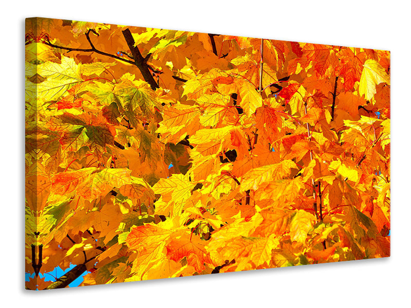 Canvas print Autumn leaves