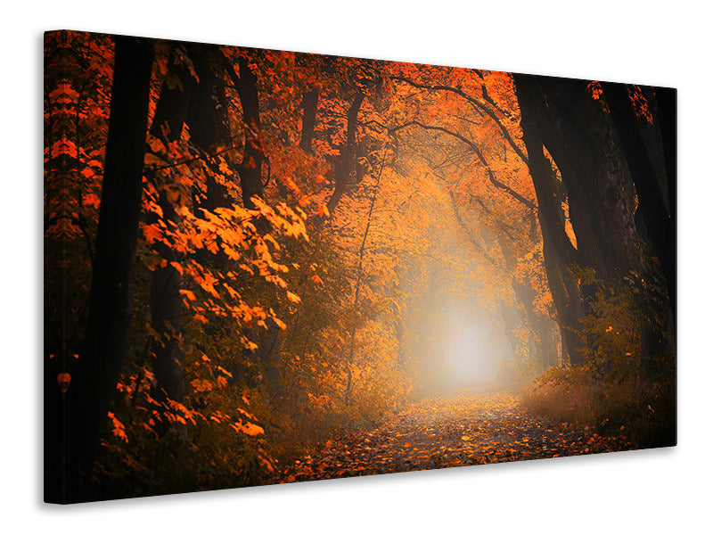 Canvas print Autumn light in the forest