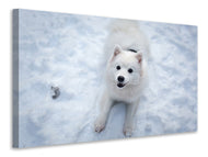 Canvas print Dogs joy in the snow