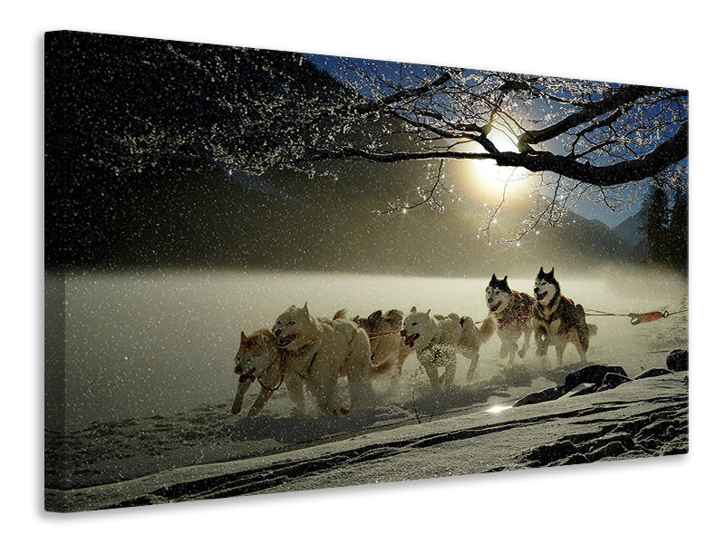 Canvas print huskies