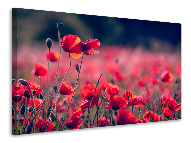 Canvas print In the poppy field