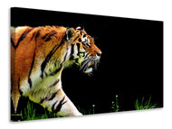 Canvas print Imposing tiger