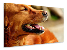 Load image into Gallery viewer, Canvas print Irish Setter muzzle
