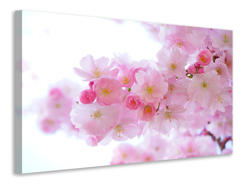 Canvas print Japanese cherry blossom XL