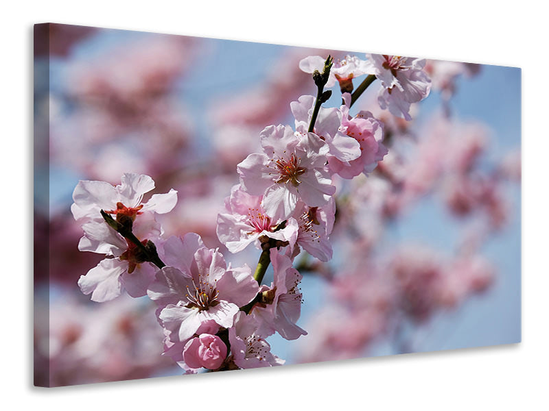 Canvas print Japanese cherry tree close up